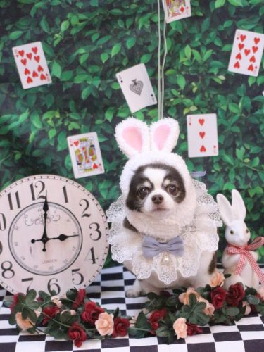 20250423アンジくん